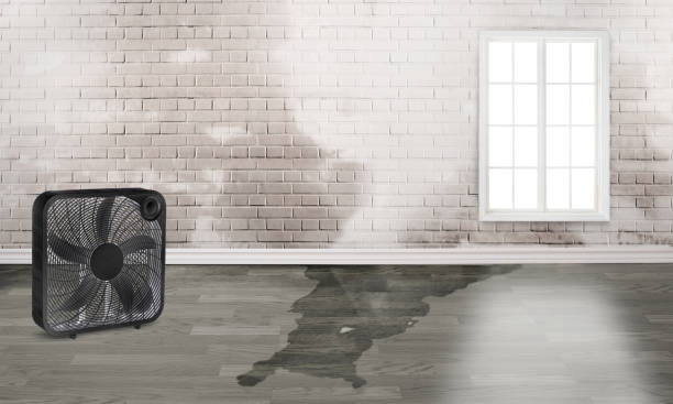 Best Water damage cleanup near me  in Carpendale, WV